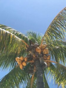 Coconut Harvesting Tips: A Super Food for Sub-Tropical Gardens (with Video) Image